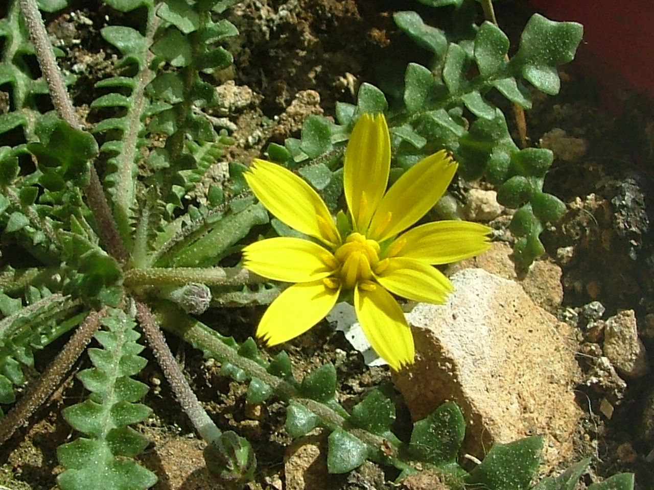 hyoseris frutescens